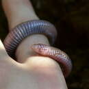 Image of Anatolian Worm Lizard