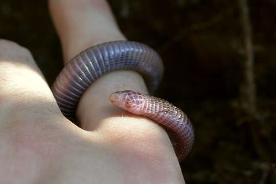 Image of Anatolian Worm Lizard