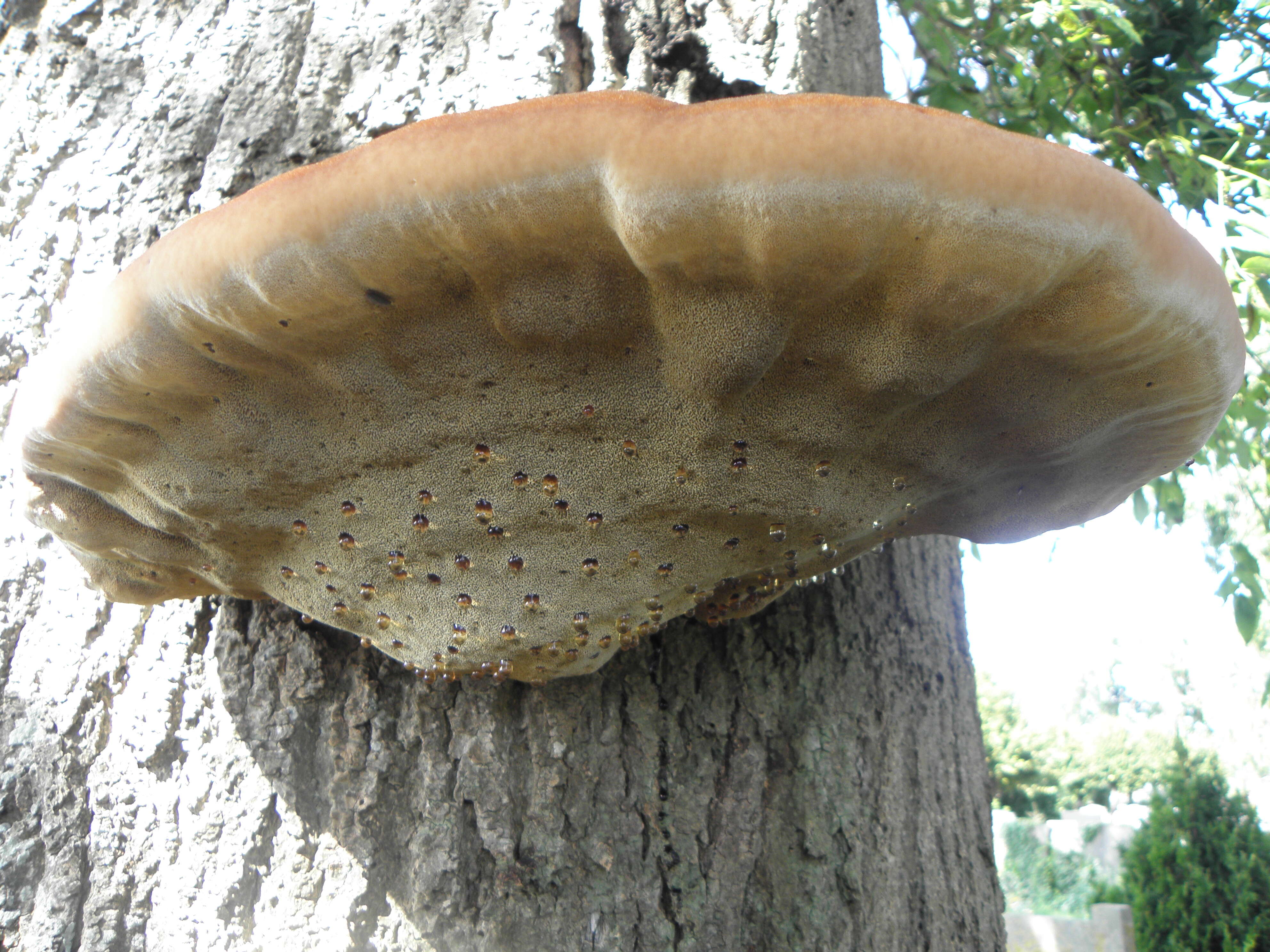 Image de Polypore hérissé