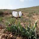 Image of Iris paradoxa f. choschab (Hoog) B. Mathew & Wendelbo