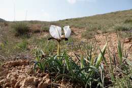 صورة Iris paradoxa f. choschab (Hoog) B. Mathew & Wendelbo