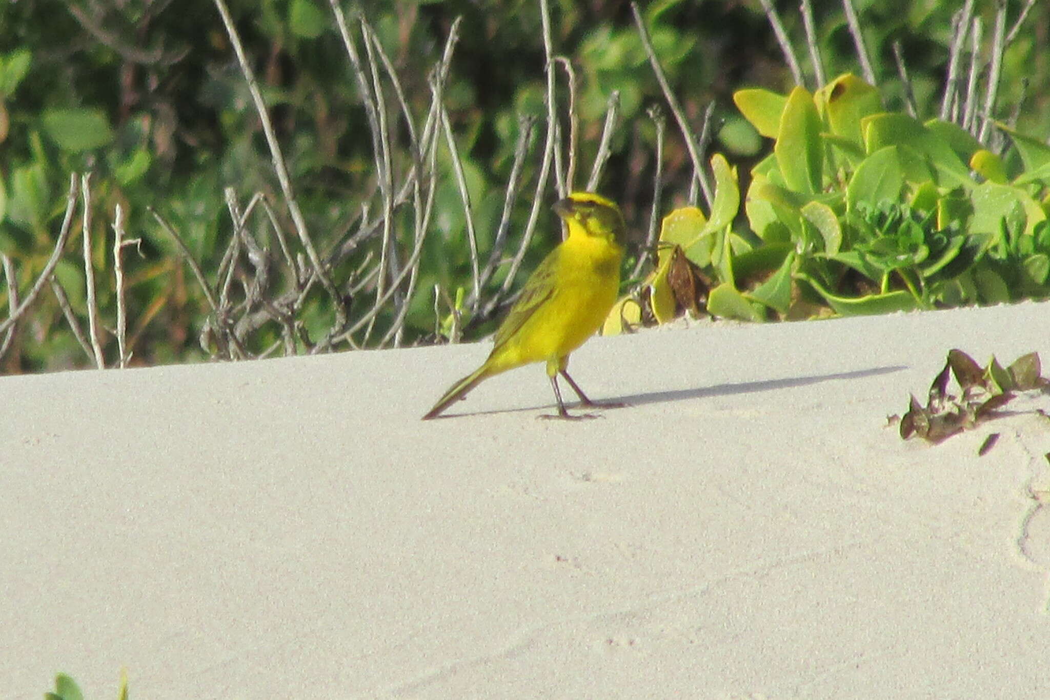 Image of Yellow Canary