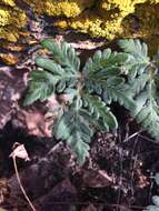 Image of bommeria fern