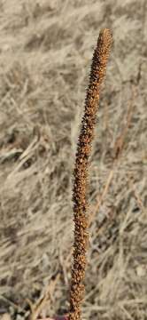 Image de Veronicastrum sibiricum (L.) Pennell