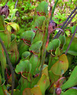 Image of purple pitcherplant