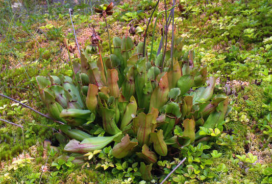 Image of purple pitcherplant