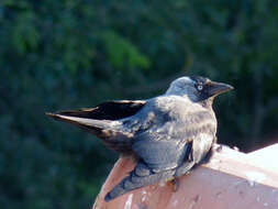 Image of Eurasian Jackdaw