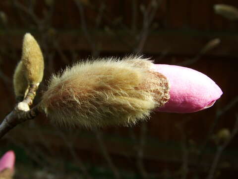 Image of Star Magnolia