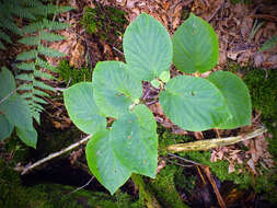 Image de viorne à feuilles d'aulne