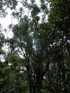 Image of Dracaena xiphophylla Baker