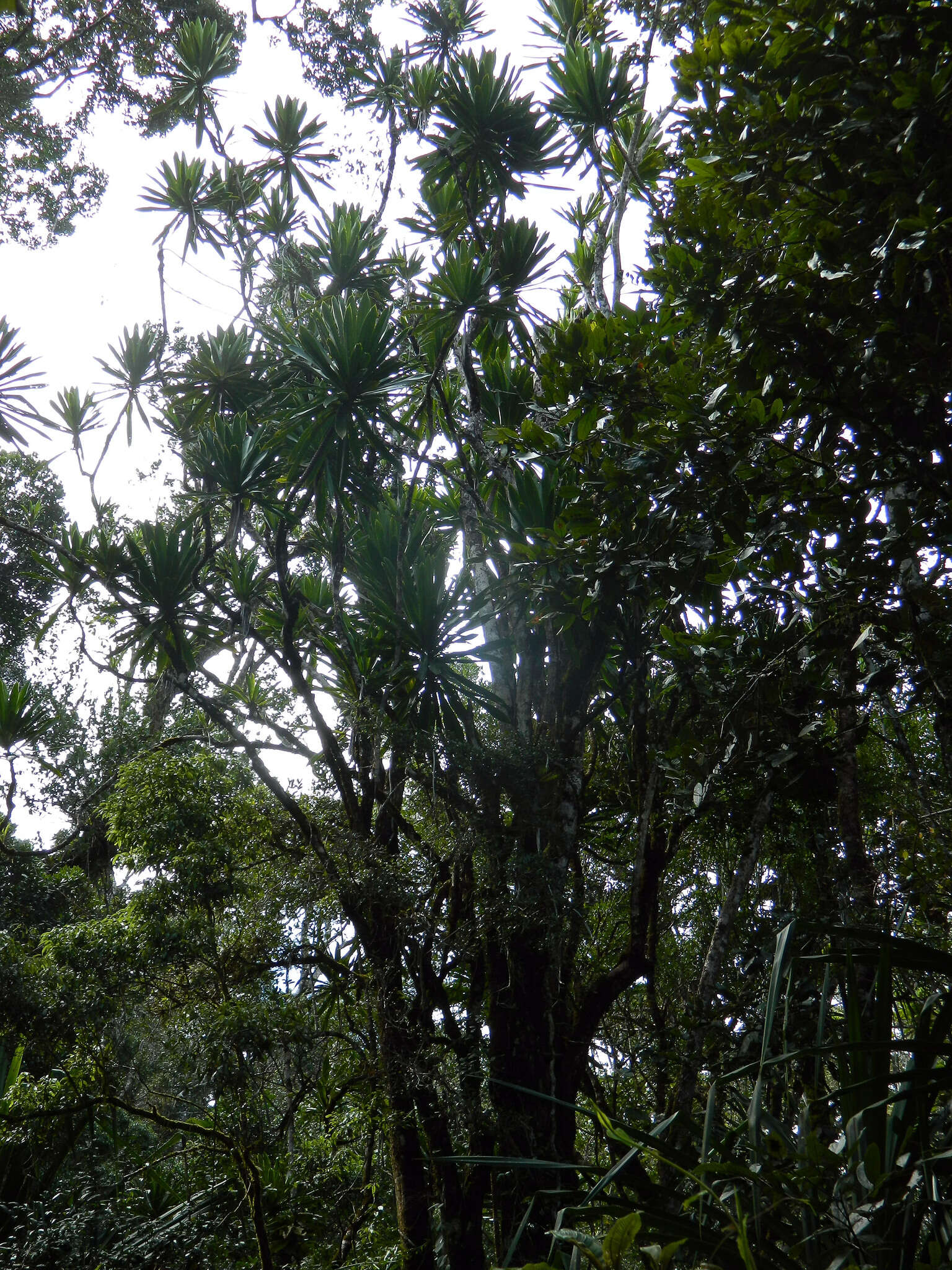 Image of Dracaena xiphophylla Baker