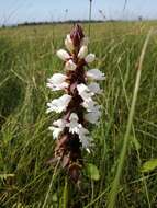 Image de Satyrium sphaerocarpum Lindl.