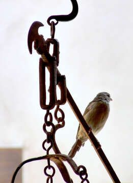 Image of European Rock Bunting