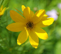 Image of whorled tickseed