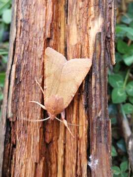 Image of flounced chestnut