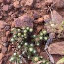 Image of Hyalosperma demissum (A. Gray) P. G. Wilson