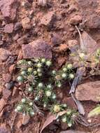 Image of Hyalosperma demissum (A. Gray) P. G. Wilson