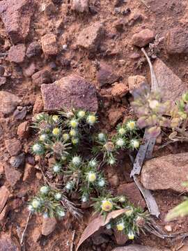 Hyalosperma demissum (A. Gray) P. G. Wilson resmi