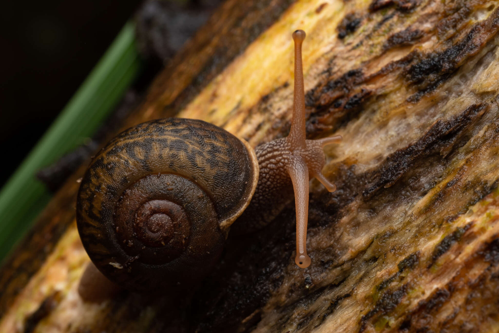 Image of southern hairy red snail