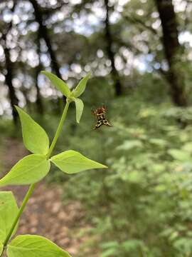 Image of Micrathena lucasi (Keyserling 1864)