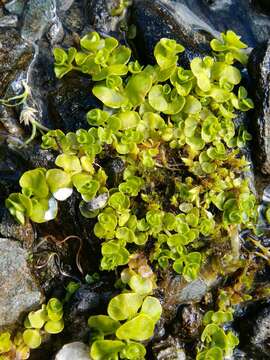 Image of Chrysosplenium alpinum Schur