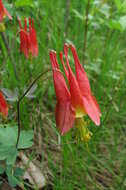 Image of red columbine