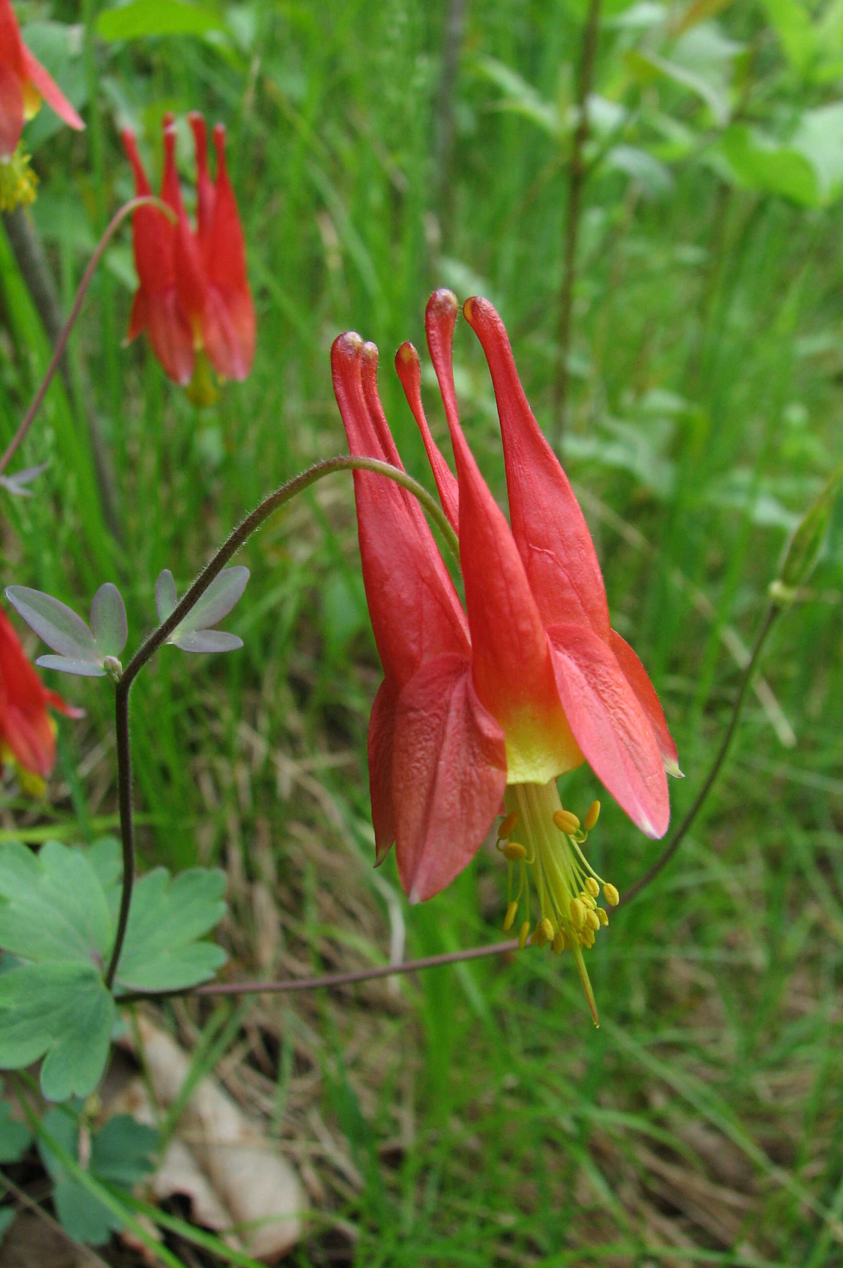 Image of red columbine