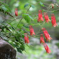 Image of red columbine