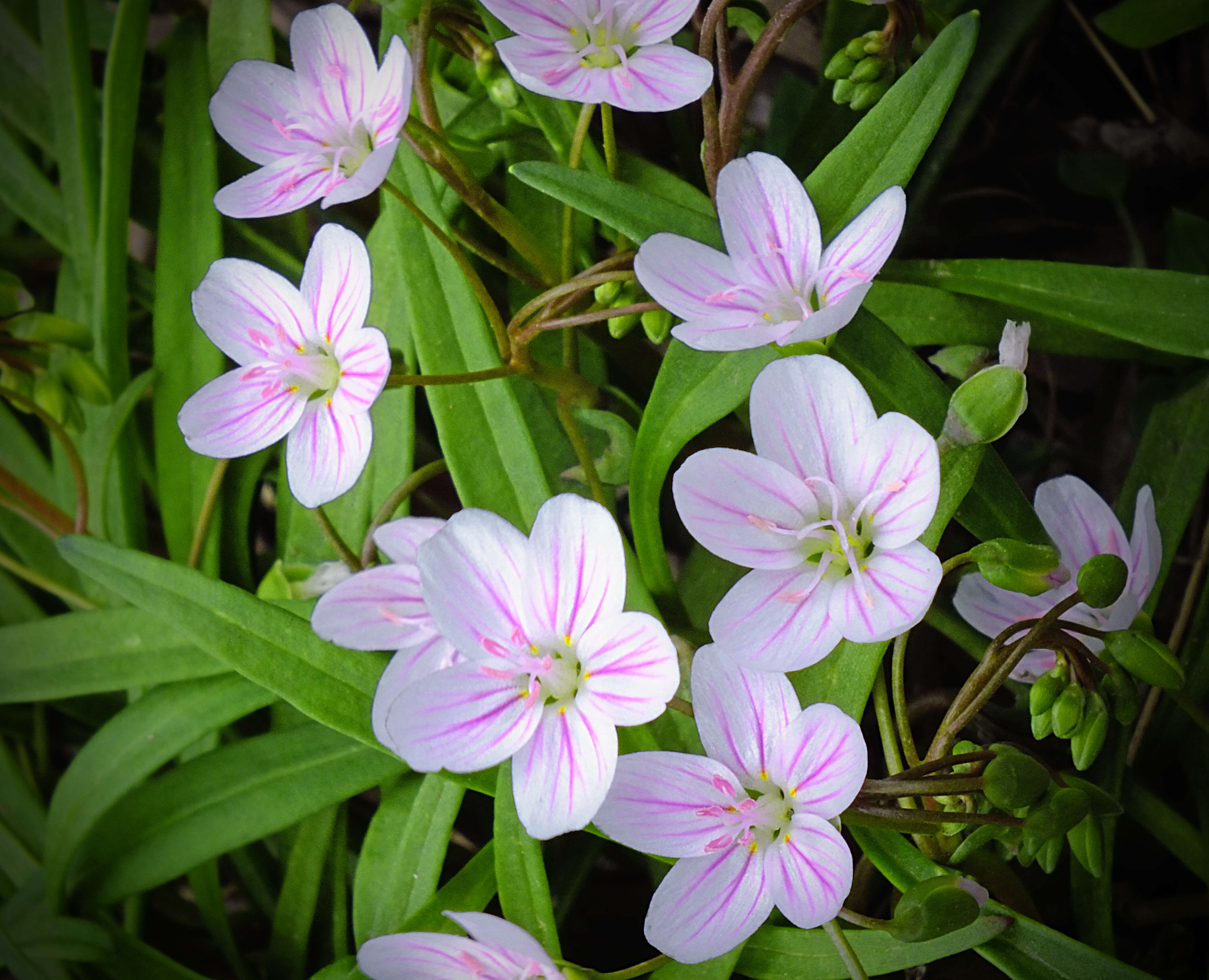 Image of Virginia springbeauty