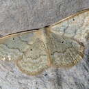 Image de Idaea litigiosaria Boisduval 1840