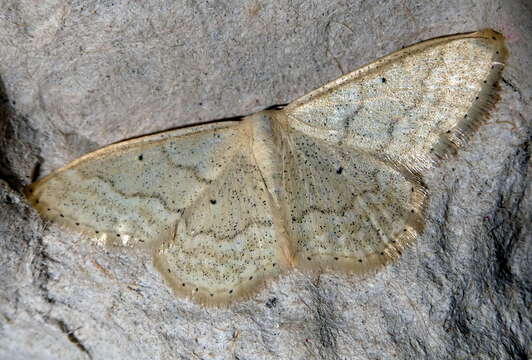 Image of Idaea litigiosaria Boisduval 1840