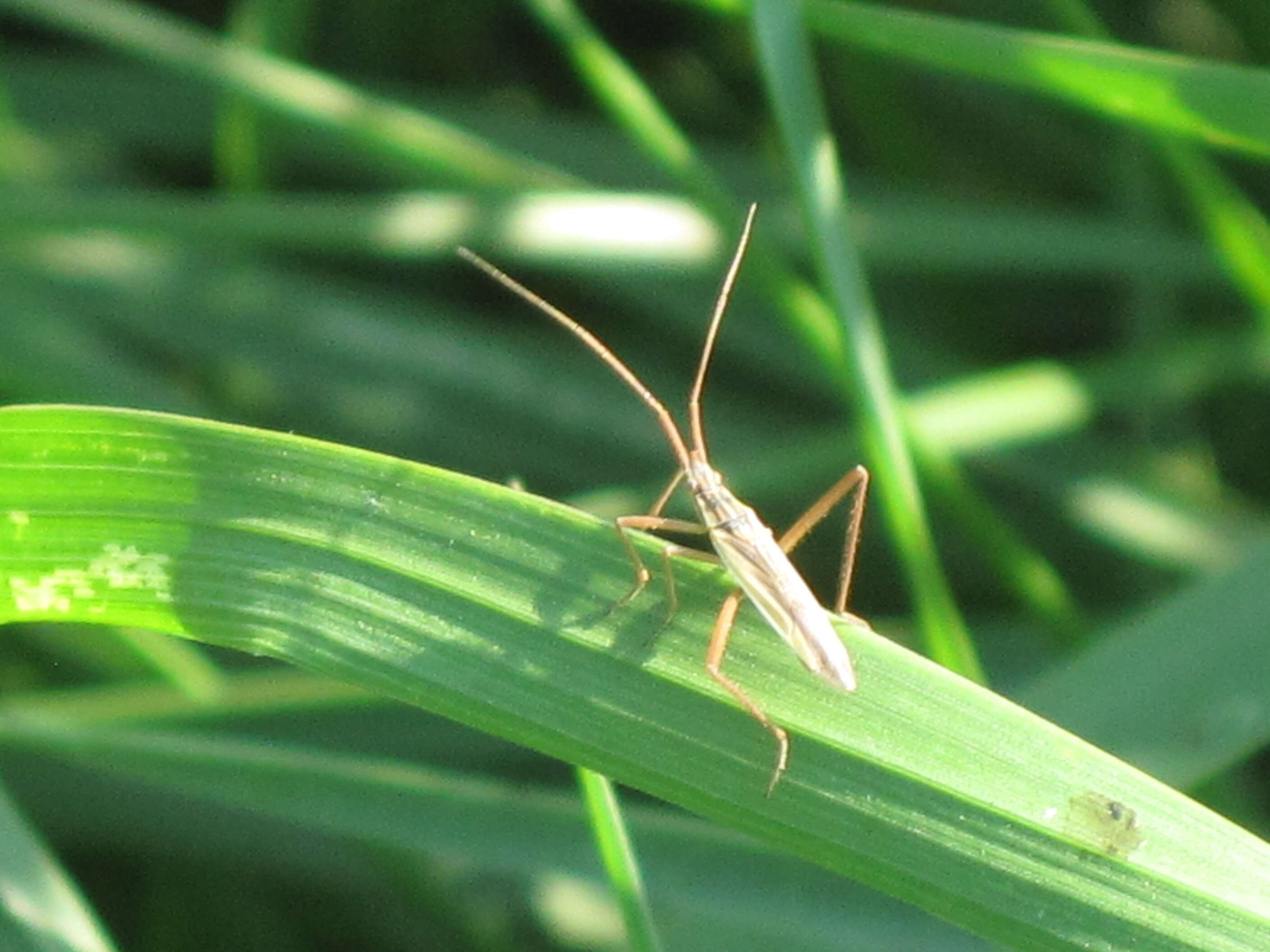 Image de Notostira elongata (Geoffroy 1785)