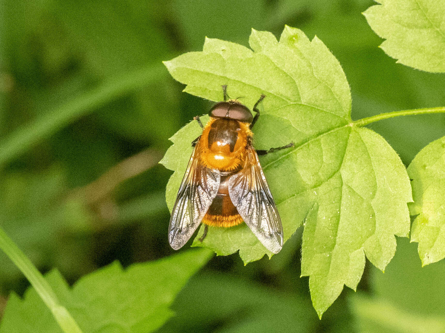 Image of Volucella jeddona Bigot 1875