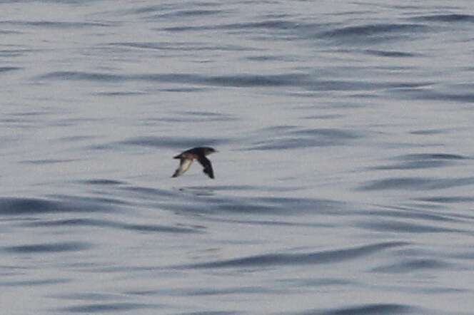 Image of Balearic Shearwater