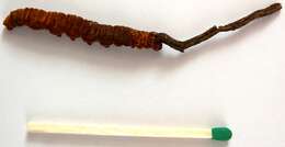 Image of Ophiocordyceps sinensis (Berk.) G. H. Sung, J. M. Sung, Hywel-Jones & Spatafora 2007