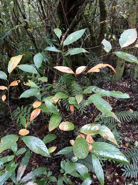 Imagem de Photinia beauverdiana C. K. Schneid.