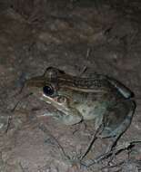 Imagem de Leptodactylus macrosternum Miranda-Ribeiro 1926