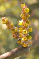 Image of mesquite mistletoe