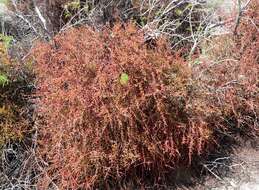 Image of mesquite mistletoe