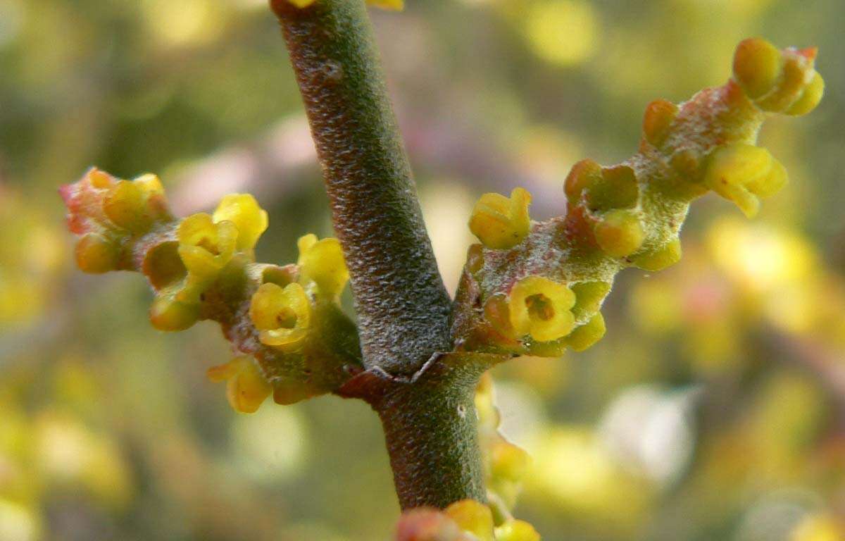 Image of mesquite mistletoe