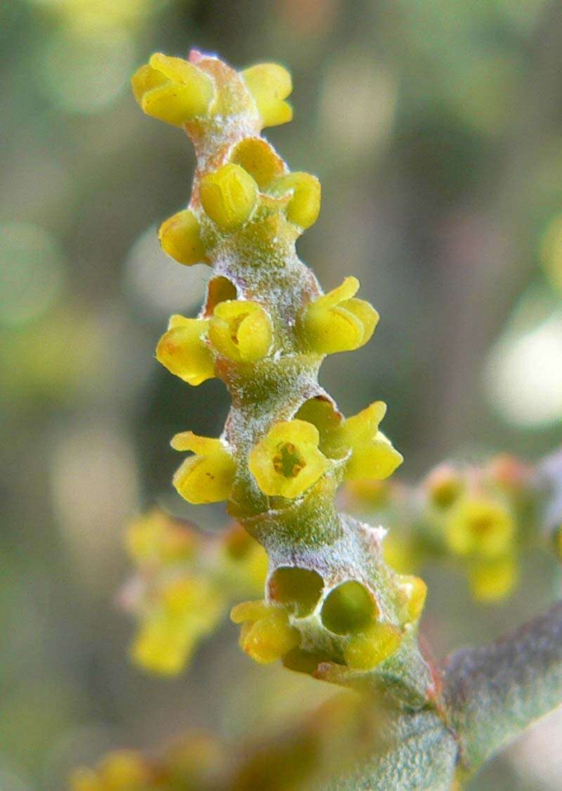 Image of mesquite mistletoe