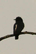 Image of Yellow-billed Nunbird