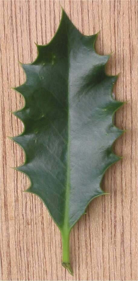 Image of English holly