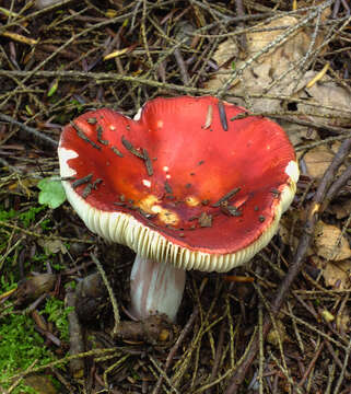 Image of Russula silvicola Shaffer 1975