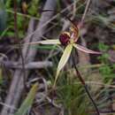 Image of Mountain spider orchid