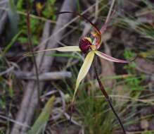 Caladenia montana G. W. Carr的圖片