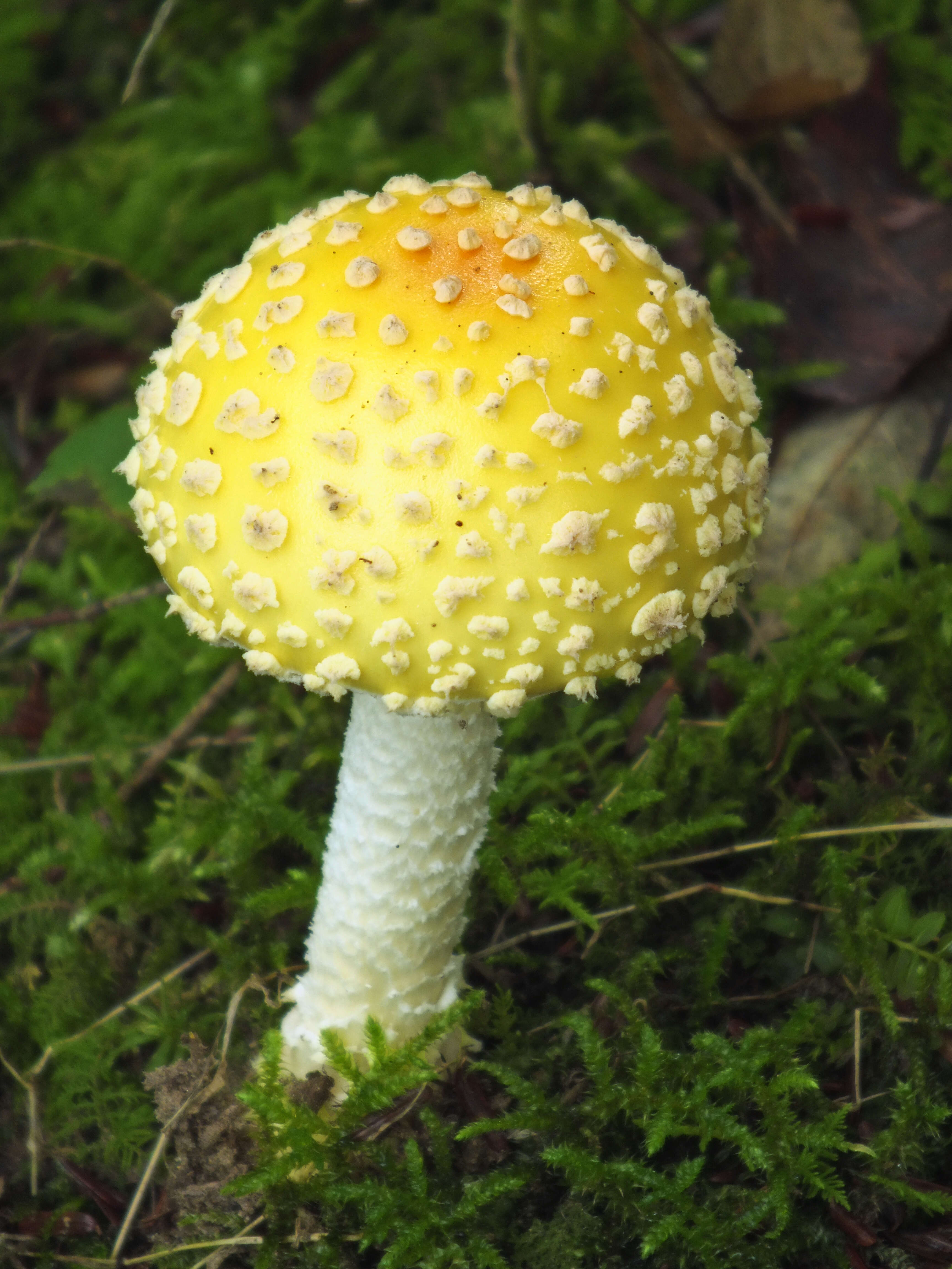 Image of Fly agaric