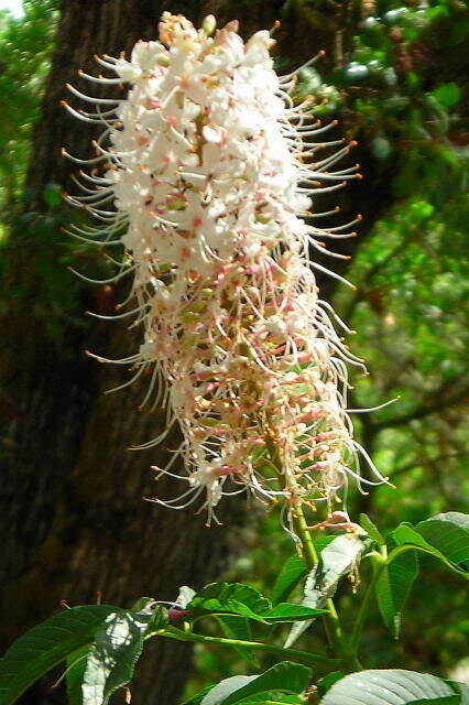 Imagem de Aesculus californica (Spach) Nutt.