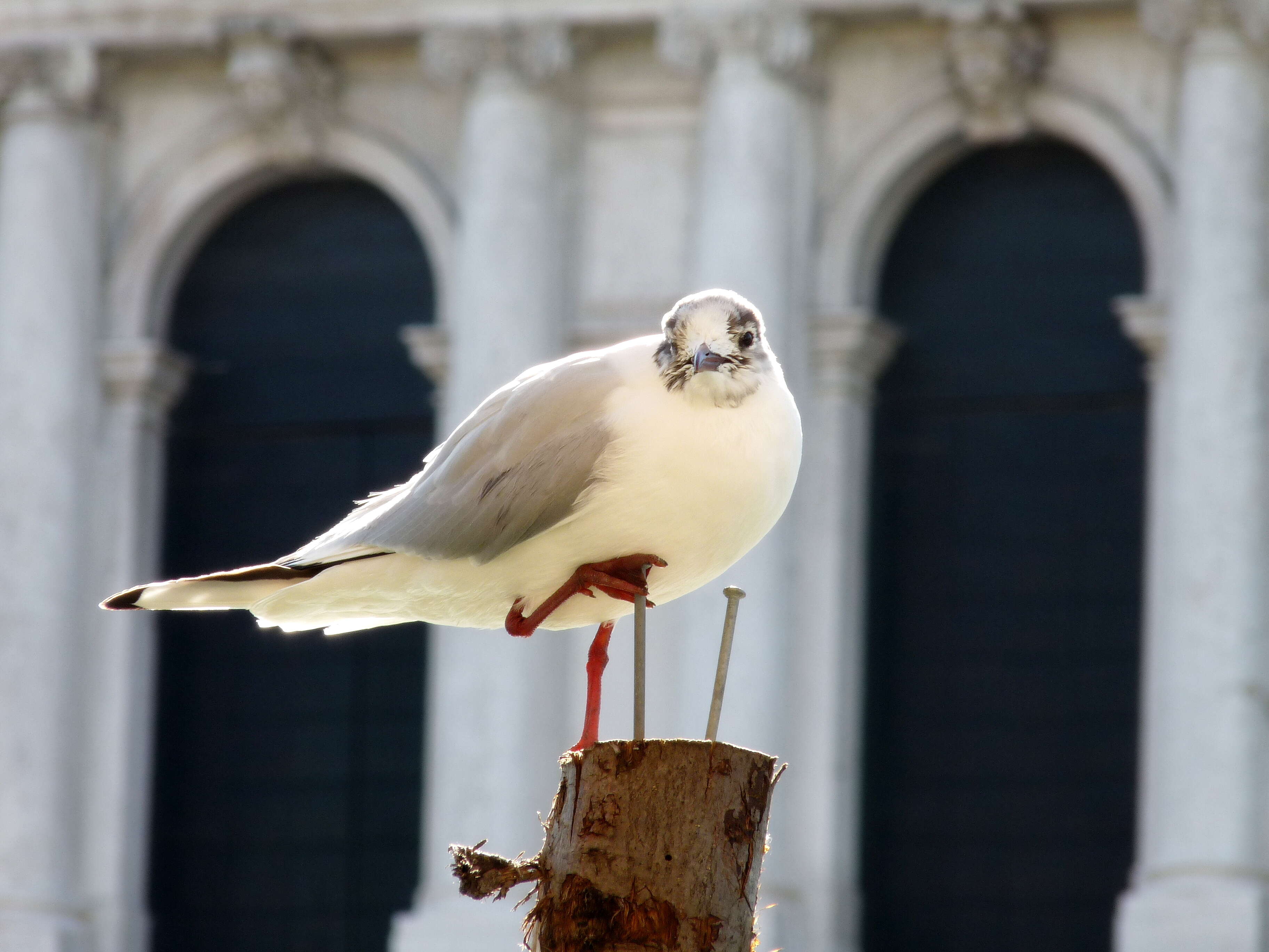 Image of Black-headed Gull