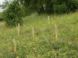 Image of Lizard orchid